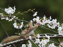 桜リス（桜は美味しい）