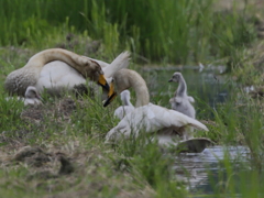 オオハクチョウと雛