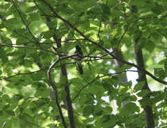 サンコウチョウ