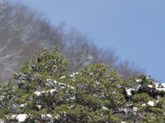 イヌワシ