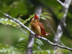 アカショウビン