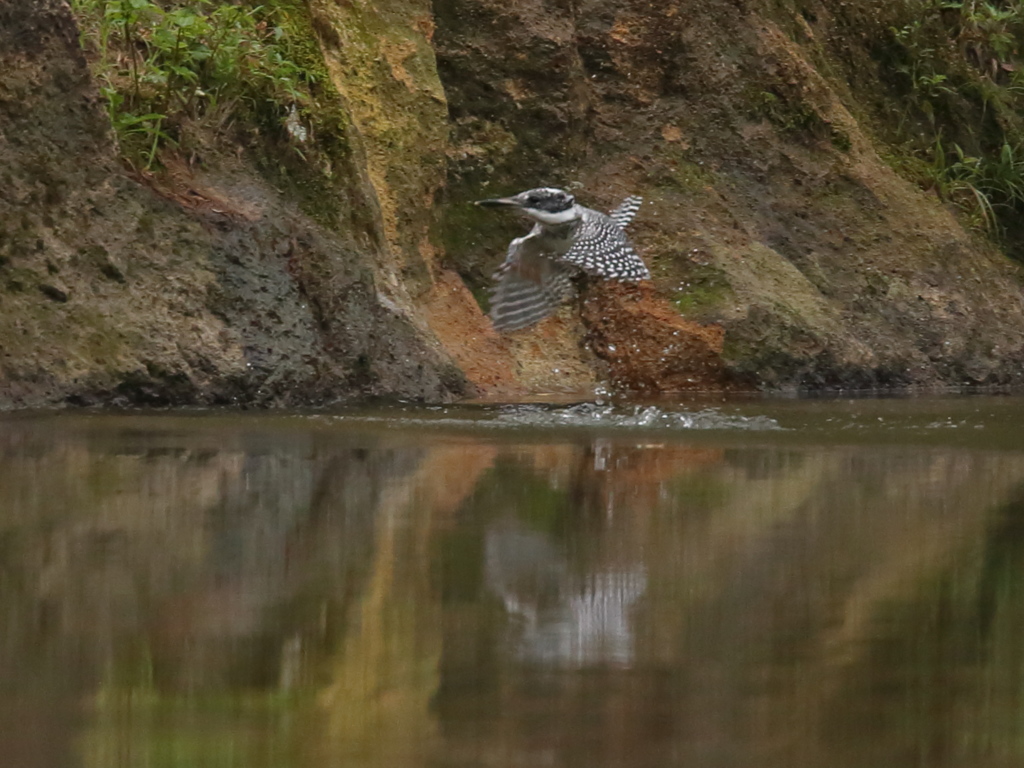 ヤマセミ　ダイブ