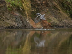 ヤマセミ　ダイブ