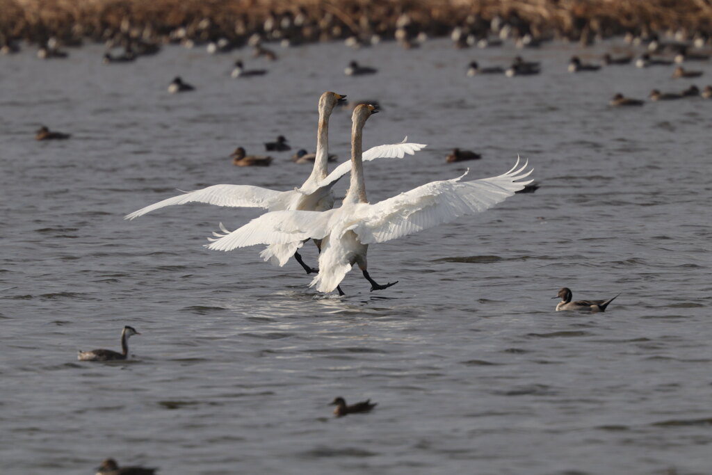 オオハクチョウ