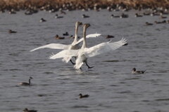 オオハクチョウ