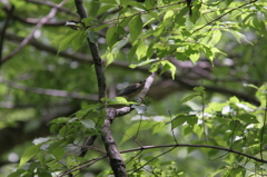 葉の隙間から覗く君
