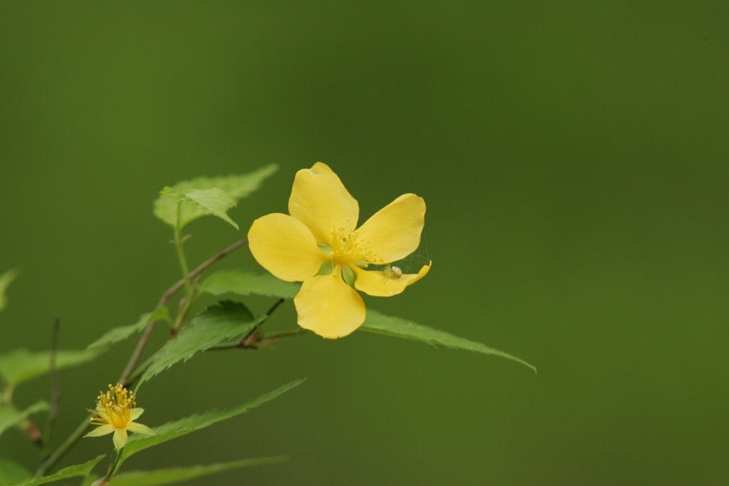 野の花