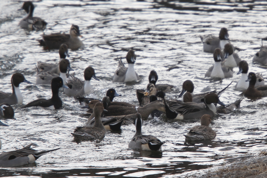 カッパエビセン