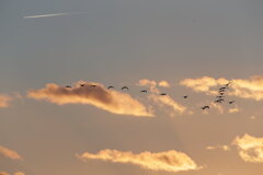 雁と飛行機雲