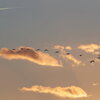 雁と飛行機雲