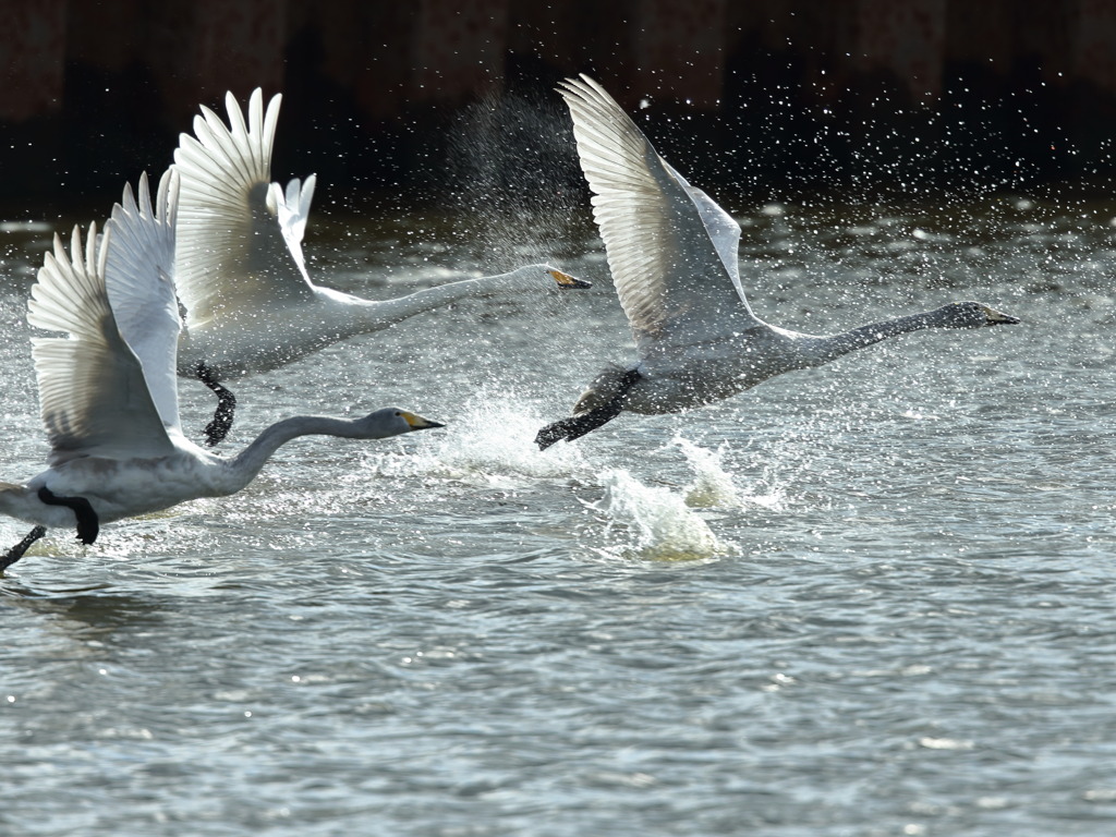 大沼の野鳥