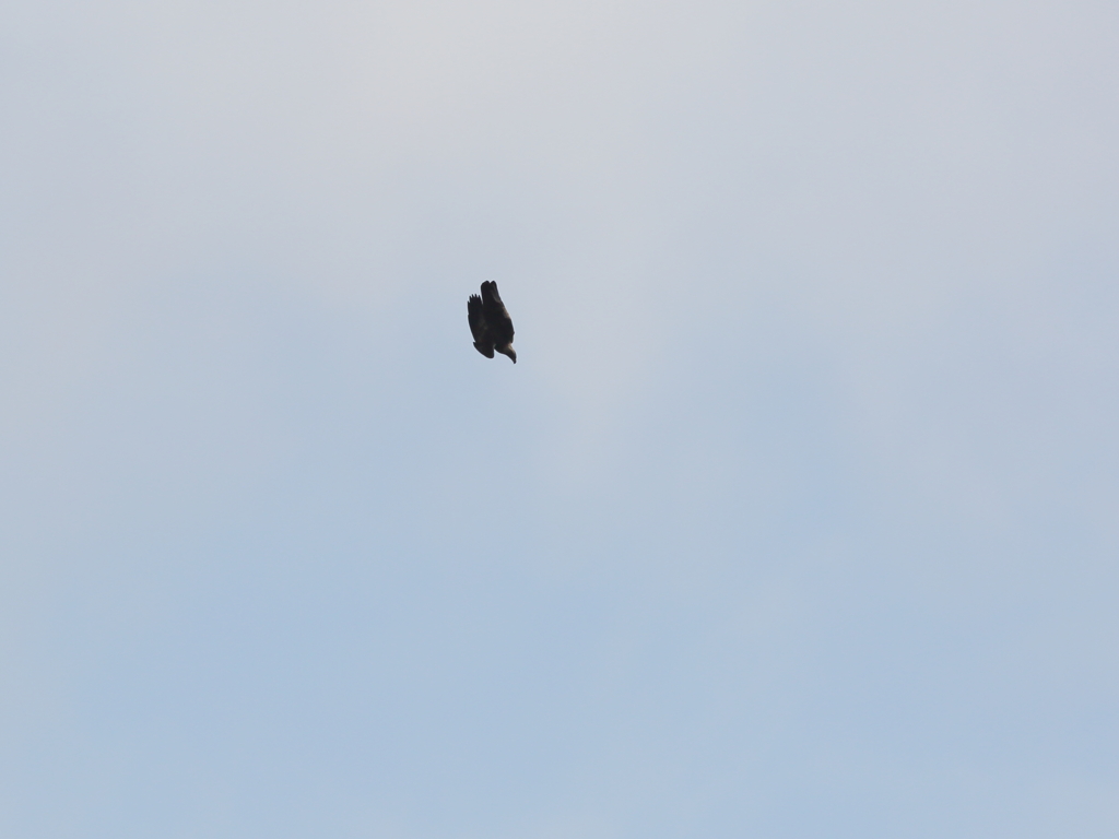 イヌワシ波状飛行⑲