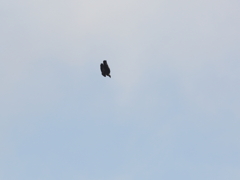 イヌワシ波状飛行⑲