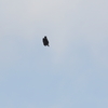 イヌワシ波状飛行⑲