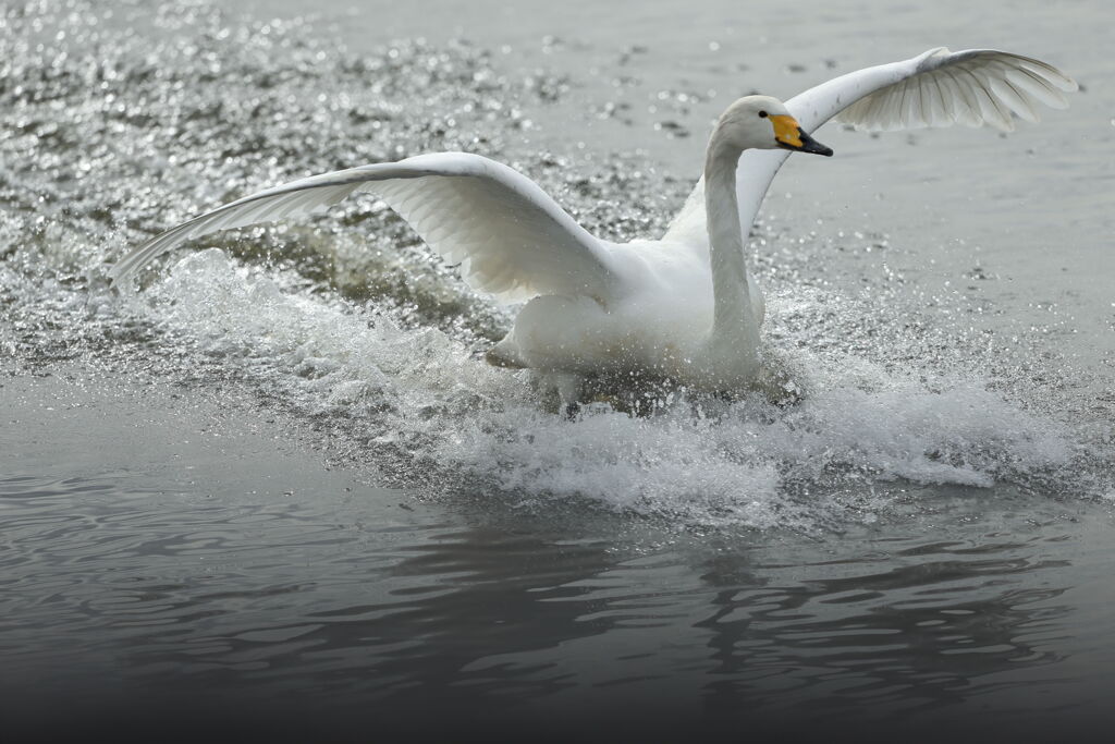 大沼の野鳥