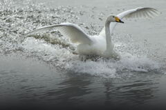 大沼の野鳥