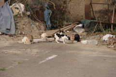 生き延びた猫たち