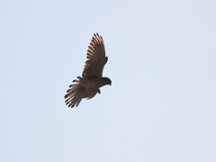 チョウゲンボウ