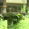 キビタキのお見合い⑤