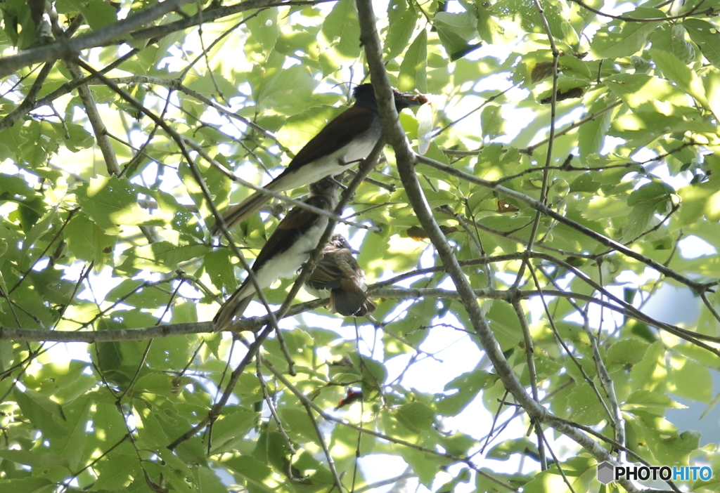 近くのサンちゃん
