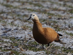 アカツクシガモ