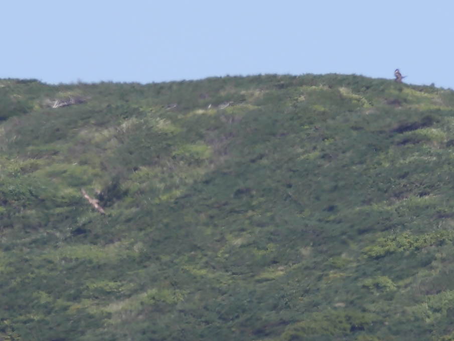 月山