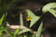 野の花