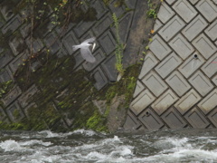 ヤマセミ大物を獲る④