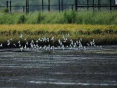 大沼の野鳥