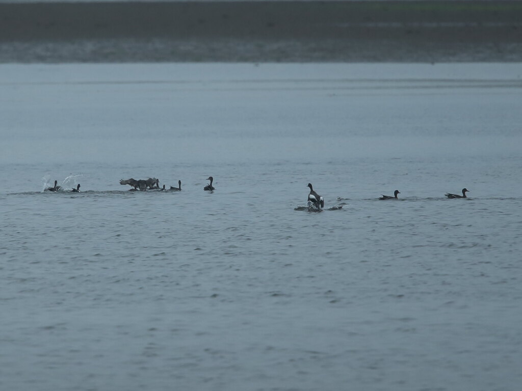 鳥の海