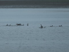 鳥の海