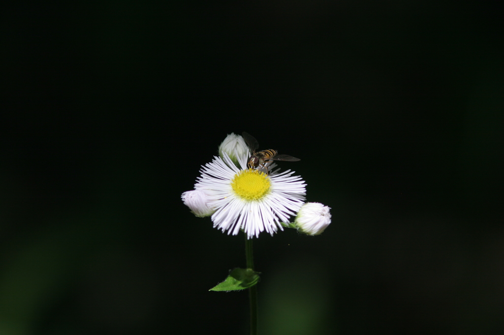 花とハチ