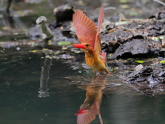 アカショウビン