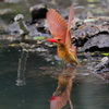 アカショウビン