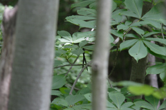 カクレンボは苦手です