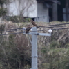 サシバ