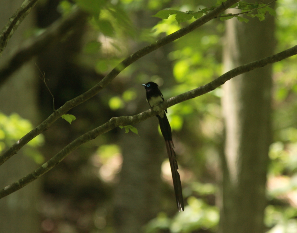 サンコウチョウ