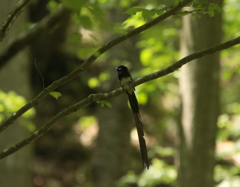 サンコウチョウ