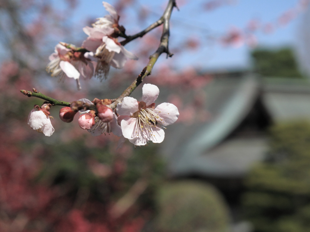 神社の梅