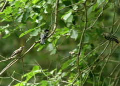 オヤ君！いいのを持ってるじゃないか？此方によこしたまえ。