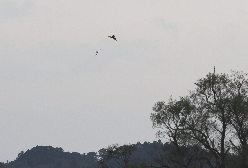ハヤブサの狩②