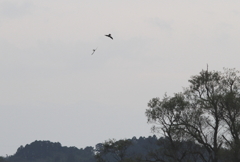 ハヤブサの狩②