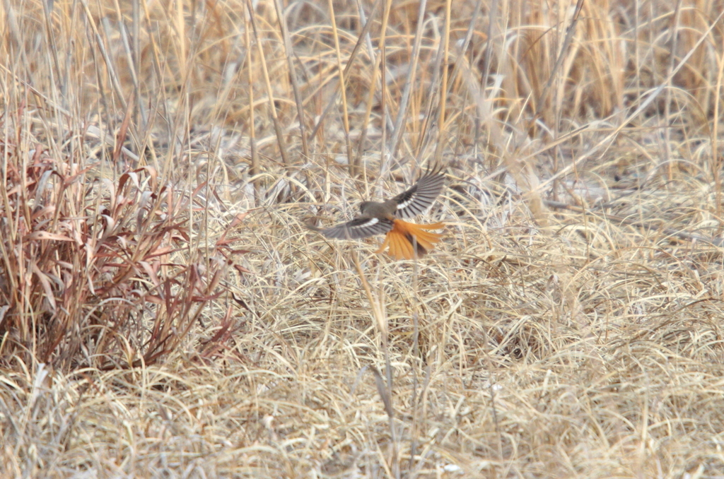 ジョウビタキ♀