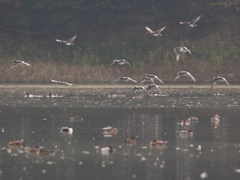 カモが俺を呼んでるぜ・・・。