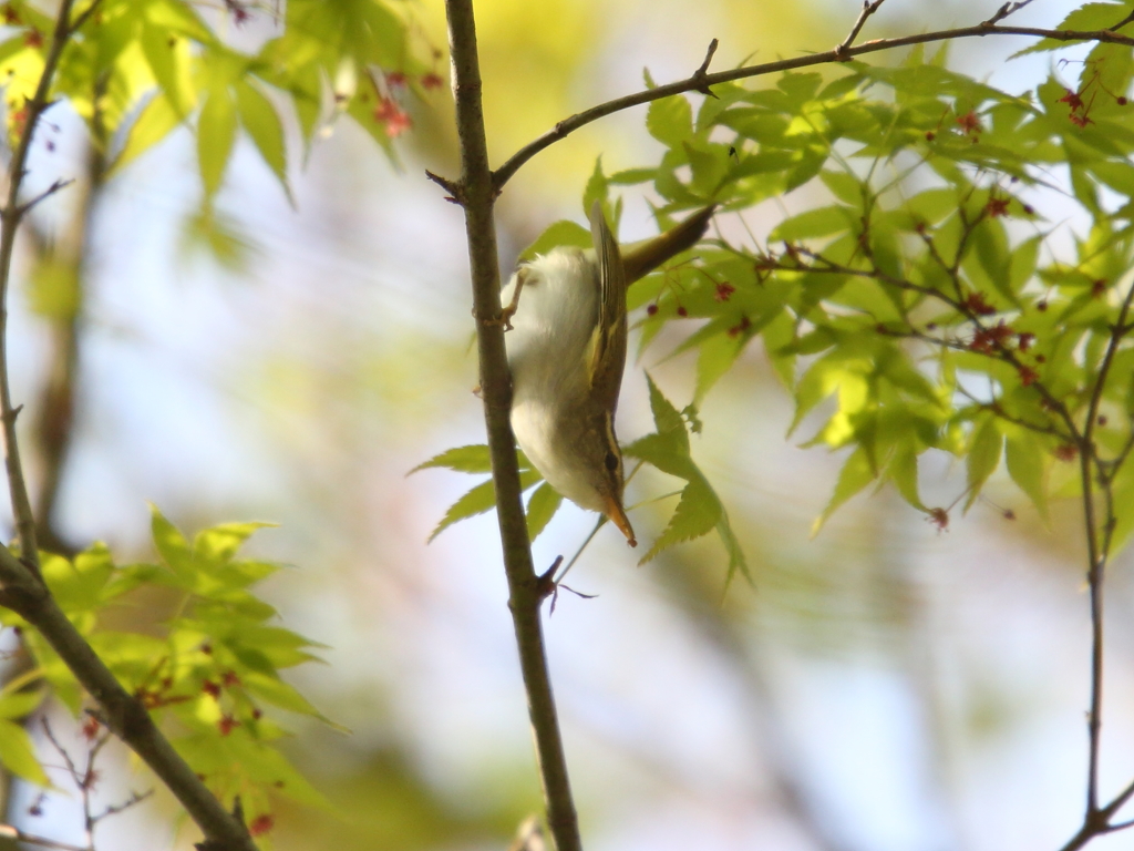 ムシクイの虫