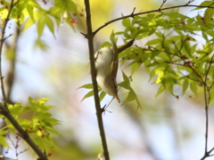 ムシクイの虫
