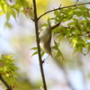 ムシクイの虫