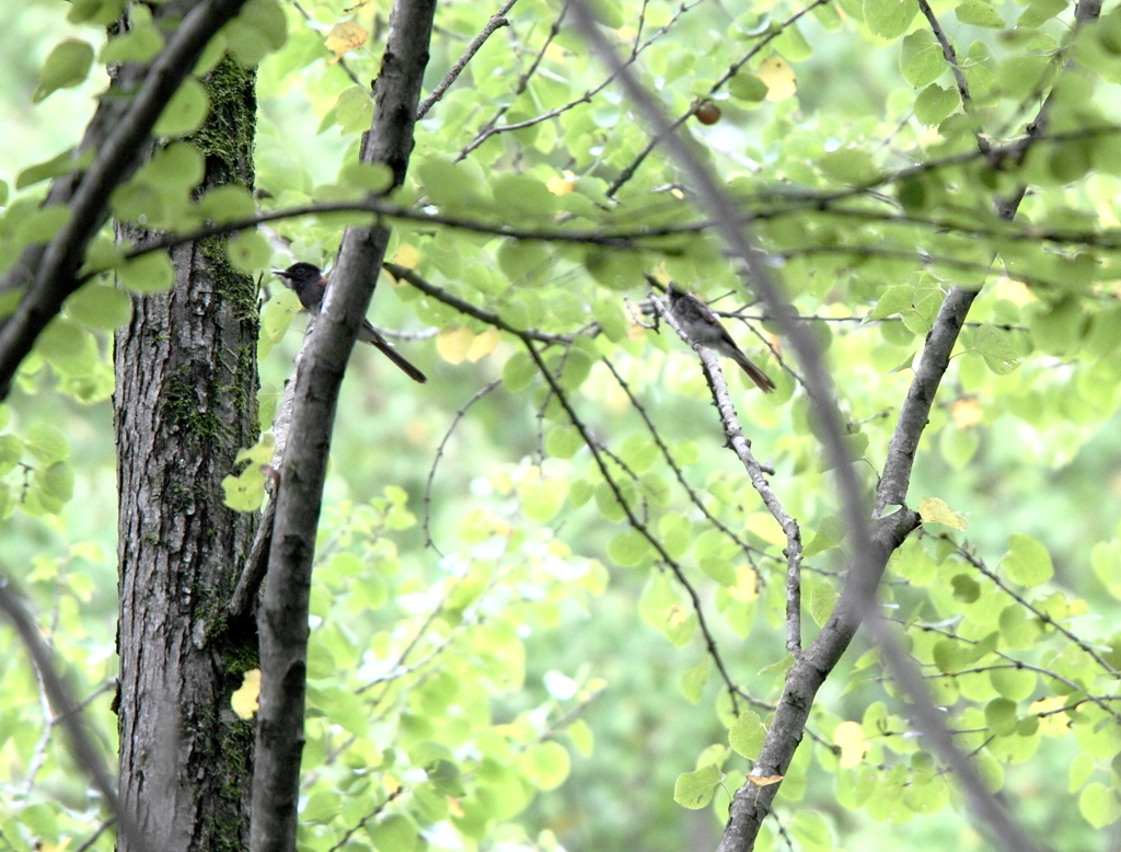 サンちゃん親子?