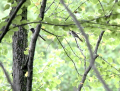 サンちゃん親子?