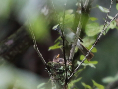 サンコウチョウ